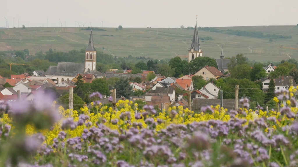 Blick auf die beiden Langenlonsheimer Kirchen von den Weingärten aus